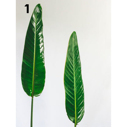 Ikea Fiskbo wall art deco 30 x 40cm including minimalist alam cetak picture frame leaf / nature design